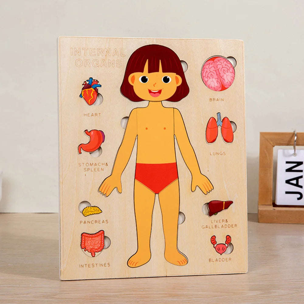 Montessori Human Body Puzzles
