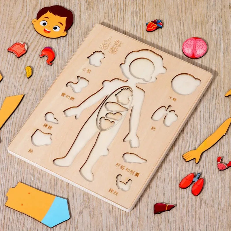 Montessori Human Body Puzzles