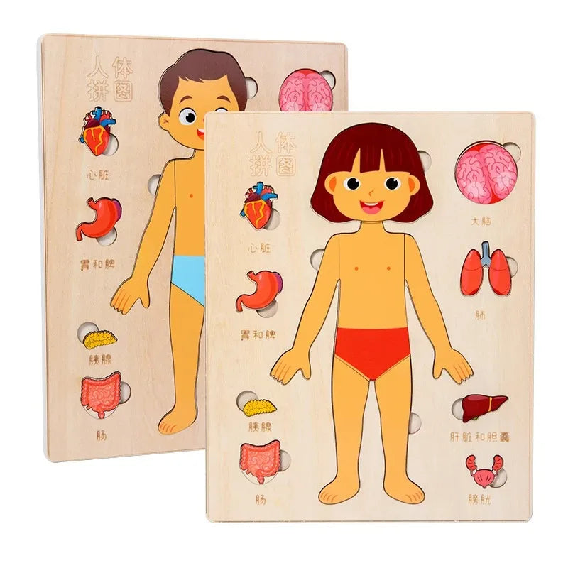 Montessori Human Body Puzzles