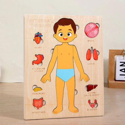 Montessori Human Body Puzzles