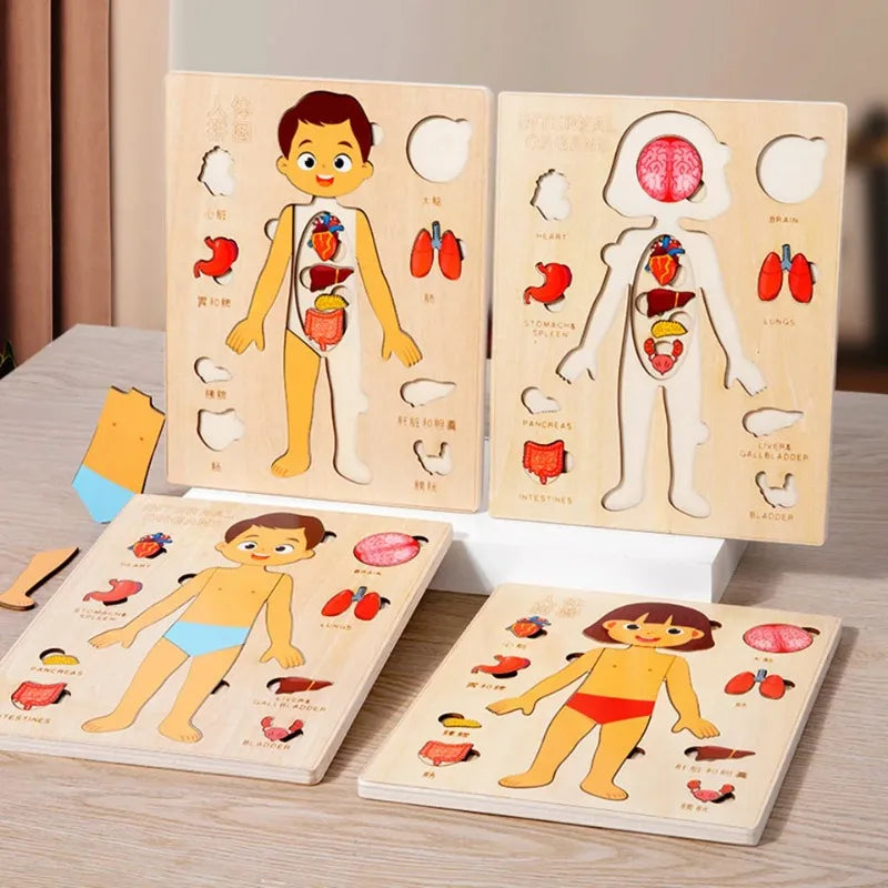 Montessori Human Body Puzzles